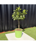 Citronnier Vert Citrus Latifolia Hauteur 70 cm