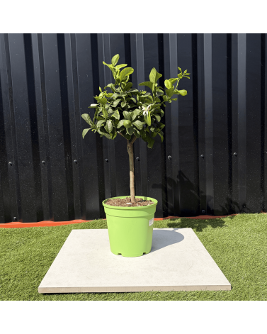 Citronnier Vert Citrus Latifolia Hauteur 70 cm