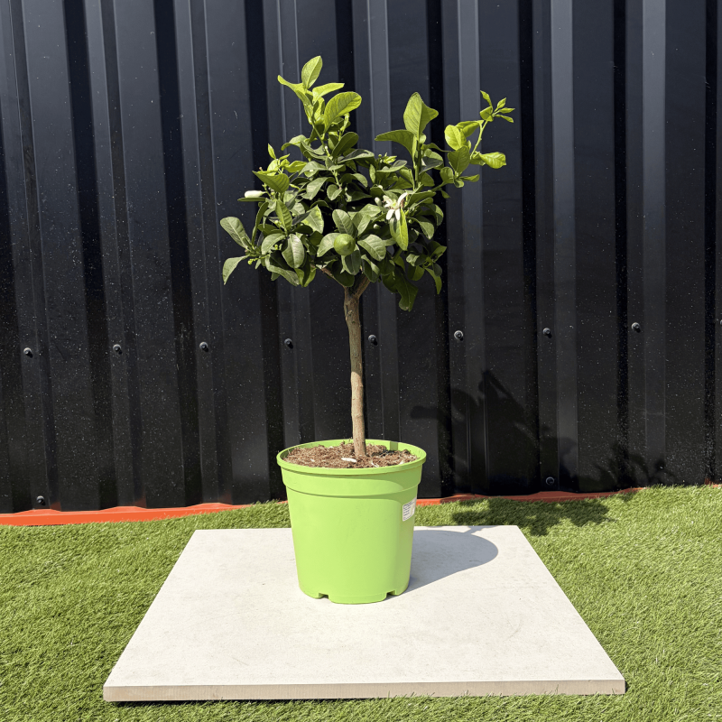 Citronnier Vert Citrus Latifolia Hauteur 70 cm
