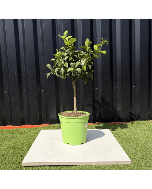 Citronnier Vert Citrus Latifolia Hauteur 70 cm
