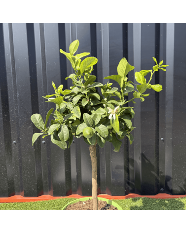 Citronnier Vert Citrus Latifolia Hauteur 70 cm