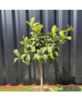 Citronnier Vert Citrus Latifolia Hauteur 70 cm