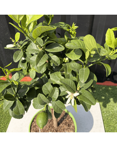Citronnier Vert Citrus Latifolia Hauteur 70 cm