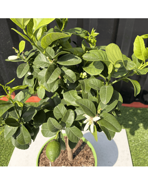 Citronnier Vert Citrus Latifolia Hauteur 70 cm