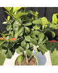 Citronnier Vert Citrus Latifolia Hauteur 70 cm
