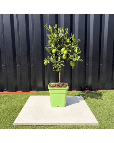 Limequat Citrus Aurantifolia / Fortunella Japonica Hauteur 70 cm