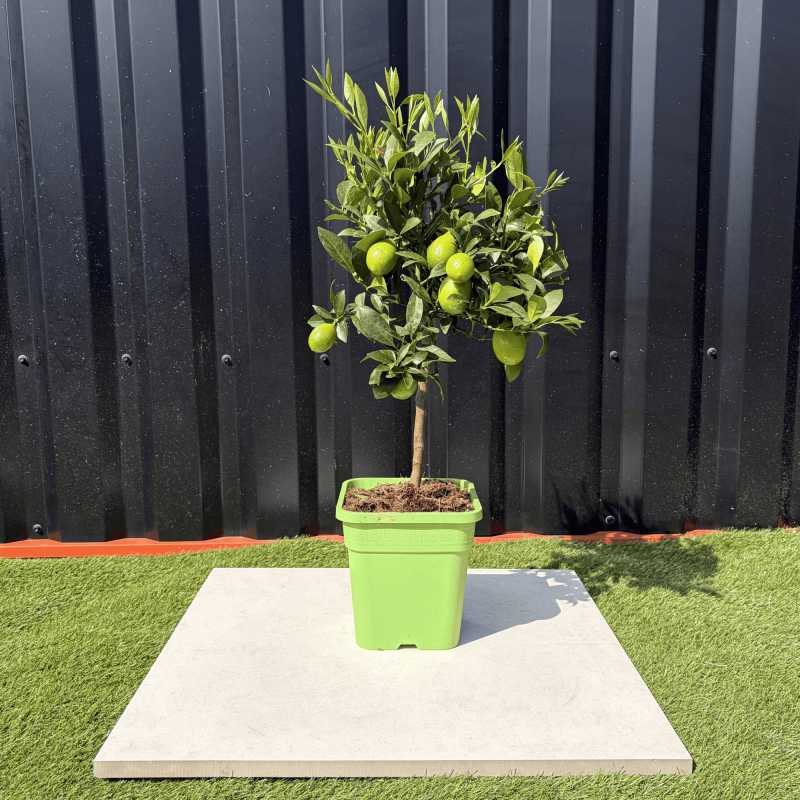 Limequat Citrus Aurantifolia / Fortunella Japonica Hauteur 70 cm