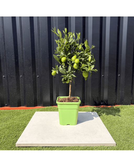 Limequat Citrus Aurantifolia / Fortunella Japonica Hauteur 70 cm
