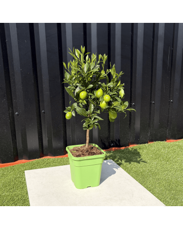 Limequat Citrus Aurantifolia / Fortunella Japonica Hauteur 70 cm