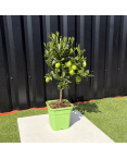 Limequat Citrus Aurantifolia / Fortunella Japonica Hauteur 70 cm