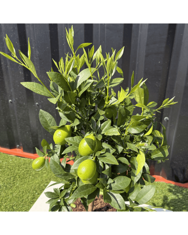 Limequat Citrus Aurantifolia / Fortunella Japonica Hauteur 70 cm
