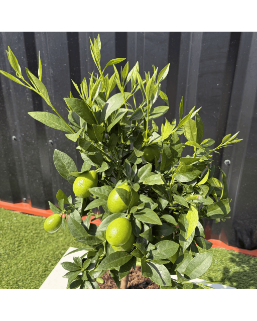 Limequat Citrus Aurantifolia / Fortunella Japonica Hauteur 70 cm