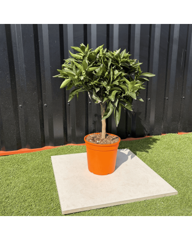 Clémentinier Citrus Clementina Hauteur 70 cm