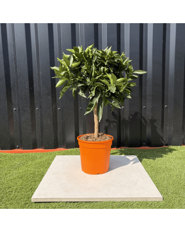 Clémentinier Citrus Clementina Hauteur 70 cm