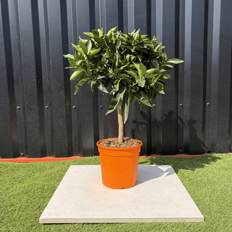 Clémentinier Citrus Clementina Hauteur 70 cm