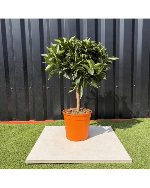 Clémentinier Citrus Clementina Hauteur 70 cm