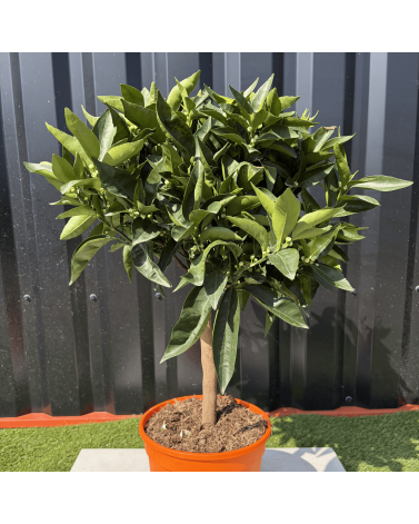 Clémentinier Citrus Clementina Hauteur 70 cm
