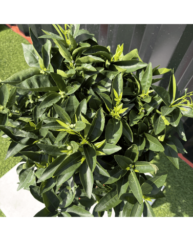 Clémentinier Citrus Clementina Hauteur 70 cm