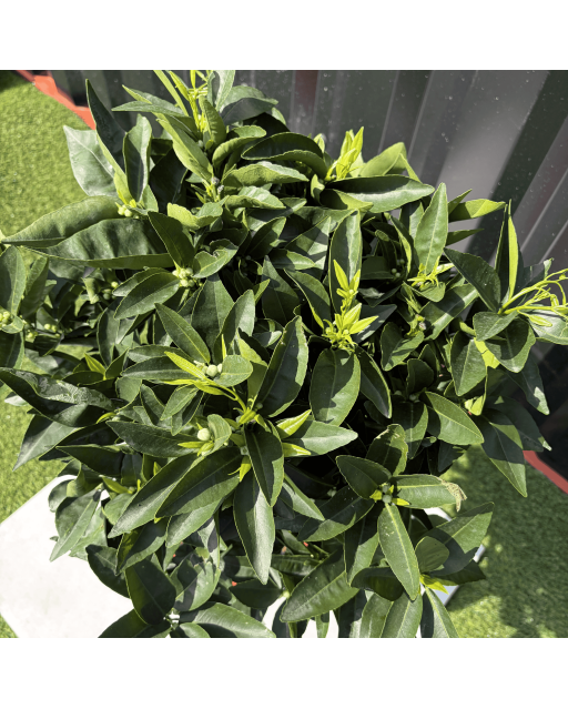 Clémentinier Citrus Clementina Hauteur 70 cm