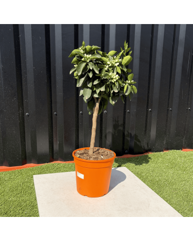 Oranger Citrus Sinensis Hauteur 70 cm