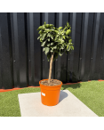 Oranger Citrus Sinensis Hauteur 70 cm