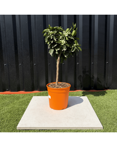 Oranger Citrus Sinensis Hauteur 70 cm