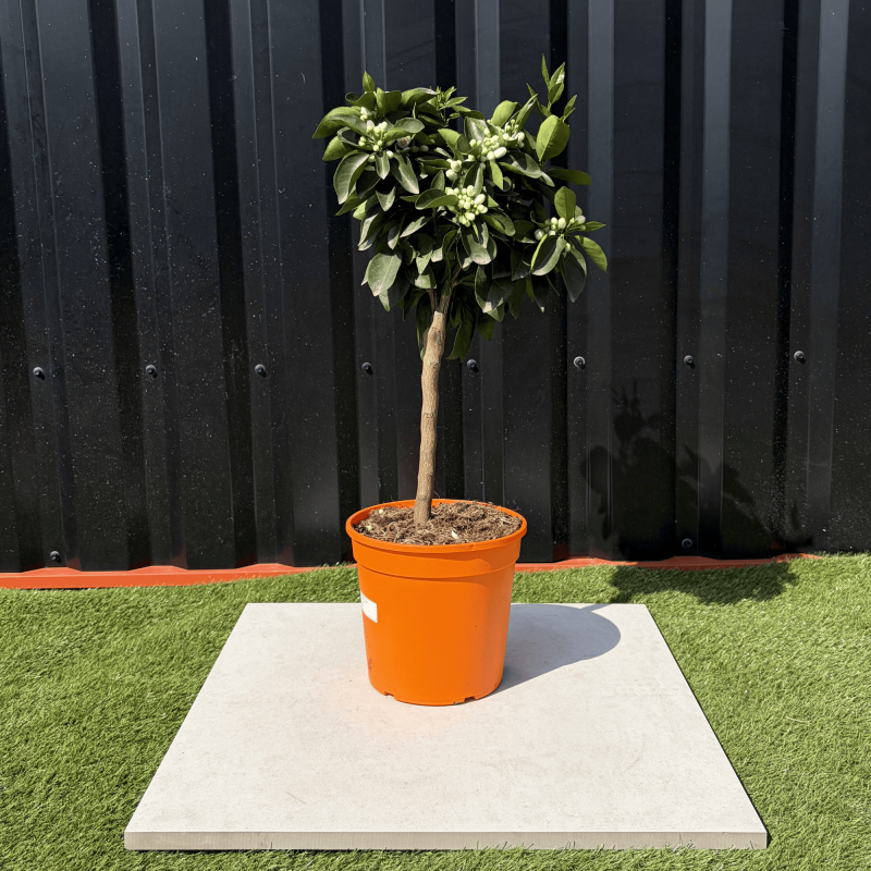 Oranger Citrus Sinensis Hauteur 70 cm