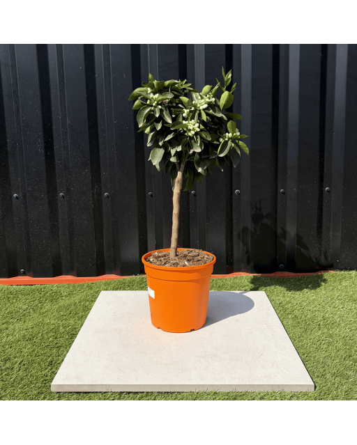 Oranger Citrus Sinensis Hauteur 70 cm
