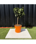 Oranger Citrus Sinensis Hauteur 70 cm