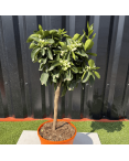 Oranger Citrus Sinensis Hauteur 70 cm