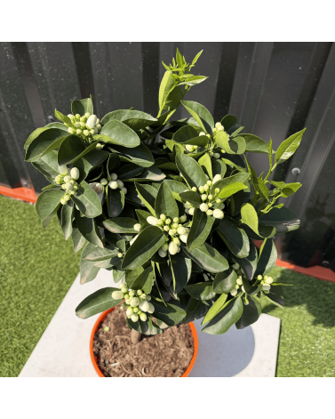 Oranger Citrus Sinensis Hauteur 70 cm