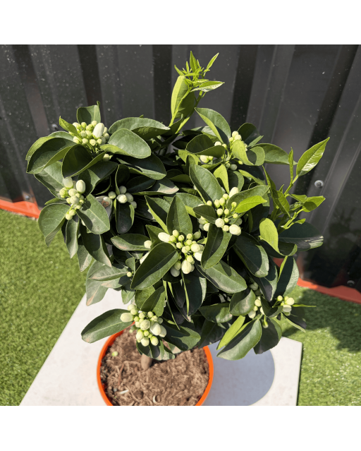 Oranger Citrus Sinensis Hauteur 70 cm