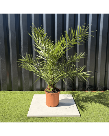 Palmier Phoenix Canariensis Hauteur 100 cm