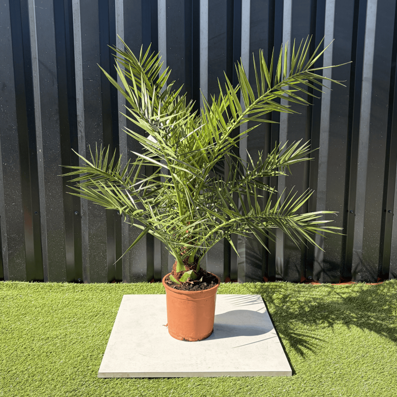 Palmier Phoenix Canariensis Hauteur 100 cm