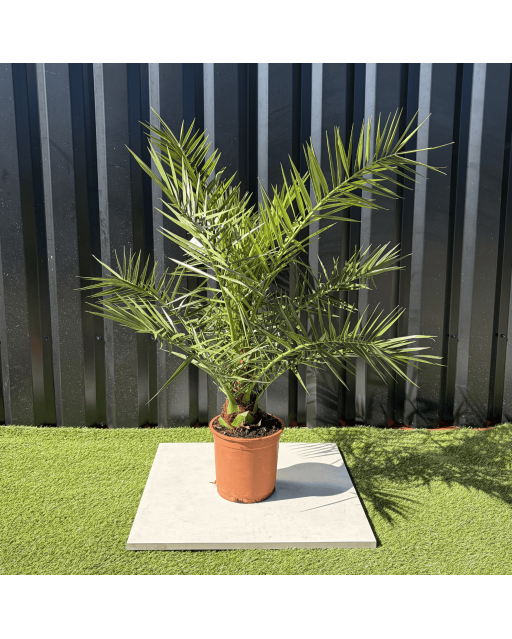 Palmier Phoenix Canariensis Hauteur 100 cm