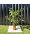 Palmier Phoenix Canariensis Hauteur 100 cm