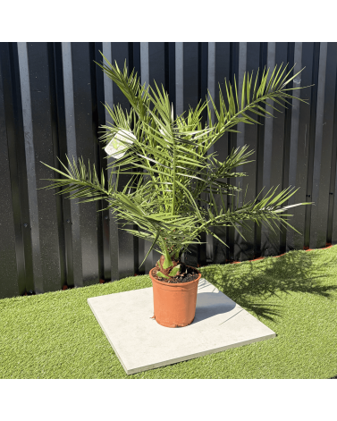 Palmier Phoenix Canariensis Hauteur 100 cm