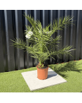 Palmier Phoenix Canariensis Hauteur 100 cm