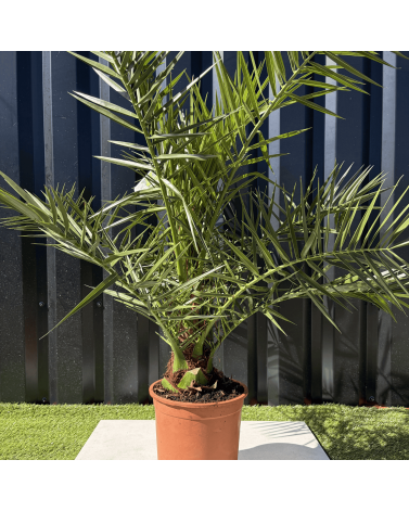 Palmier Phoenix Canariensis Hauteur 100 cm