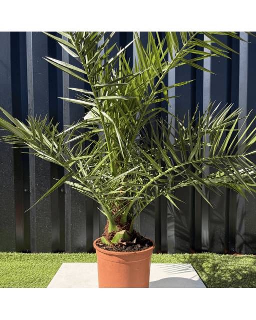 Palmier Phoenix Canariensis Hauteur 100 cm