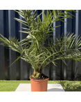 Palmier Phoenix Canariensis Hauteur 100 cm