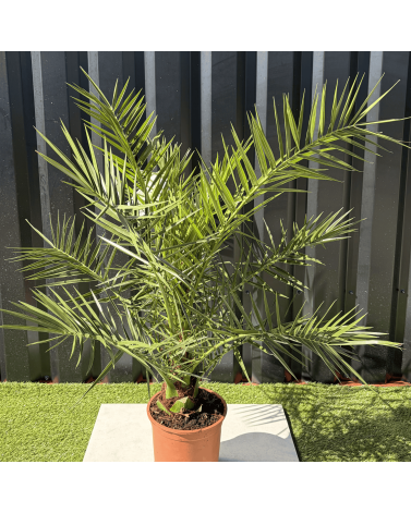 Palmier Phoenix Canariensis Hauteur 100 cm