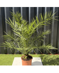 Palmier Phoenix Canariensis Hauteur 100 cm