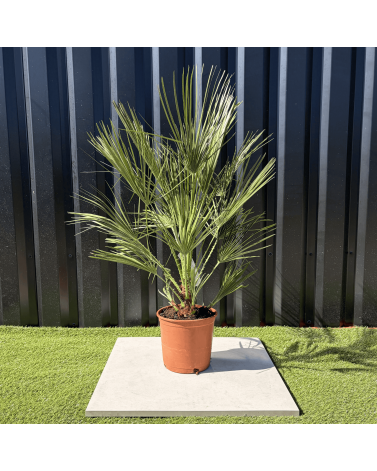 Palmier Chamaerops Humilis, H.100 cm