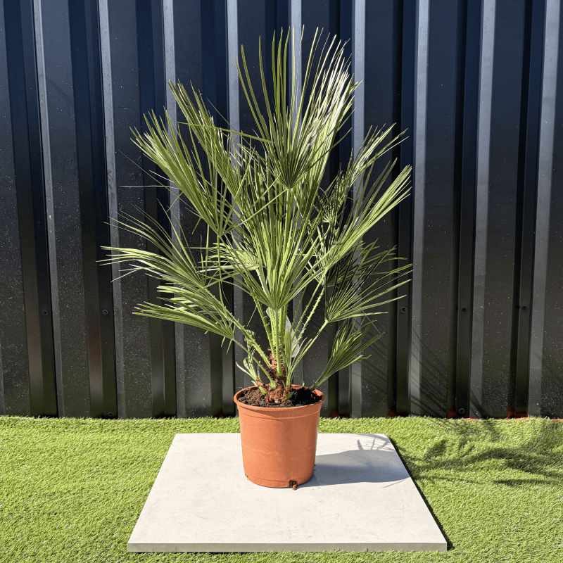Palmier Chamaerops Humilis, H.100 cm