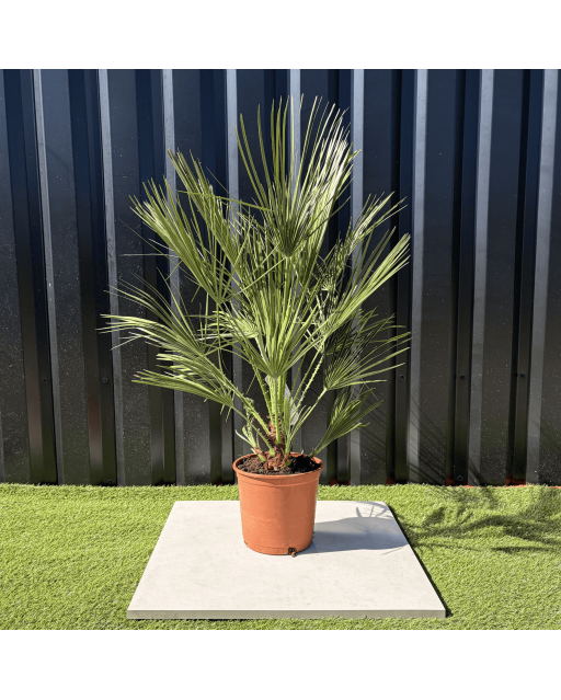 Palmier Chamaerops Humilis, H.100 cm