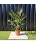 Palmier Chamaerops Humilis, H.100 cm
