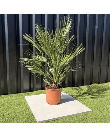 Palmier Chamaerops Humilis, H.100 cm