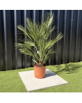 Palmier Chamaerops Humilis, H.100 cm