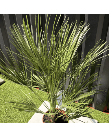 Palmier Chamaerops Humilis, H.100 cm